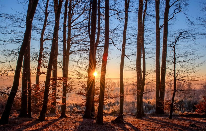 Trees in a forest